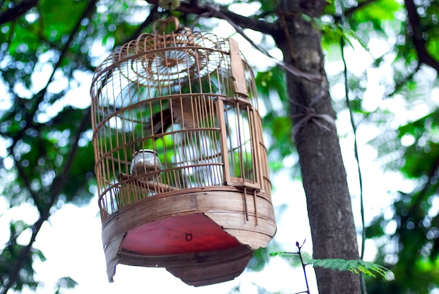 Over the cuckoo's nest